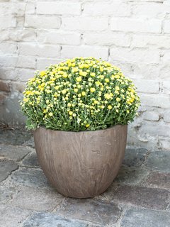 Chrysanthème